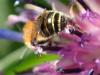 Osmia signata
